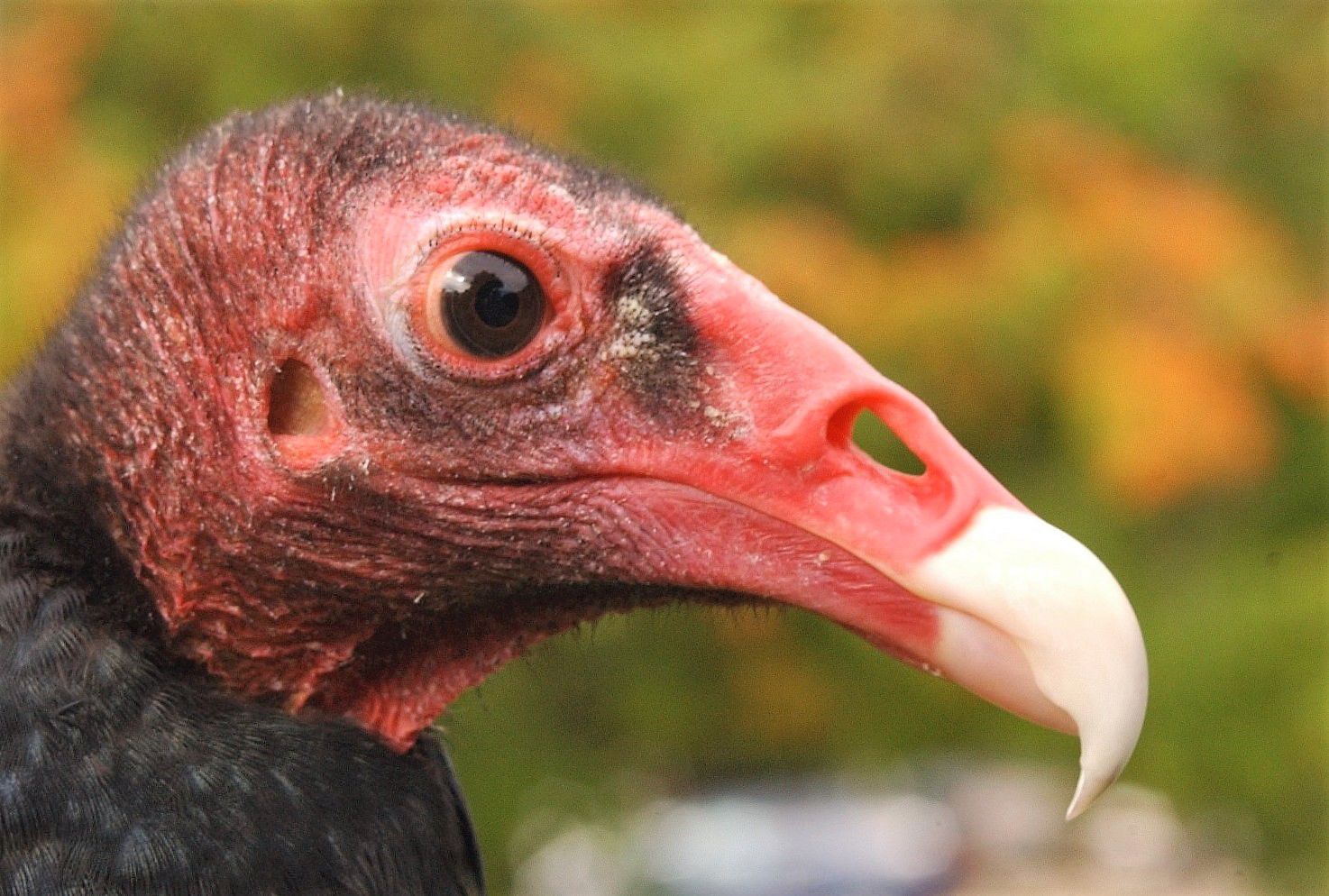 Vulture portrait